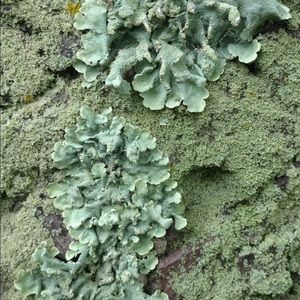 Meet your Posher, Susanna